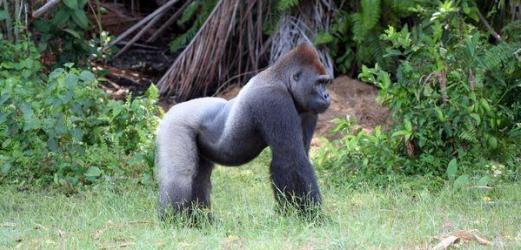 Photos et vid�os du Gabon