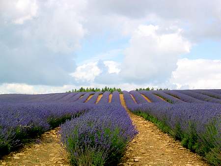 Photo de Vaucluse - 84 - Avignon - Source: banques d'images